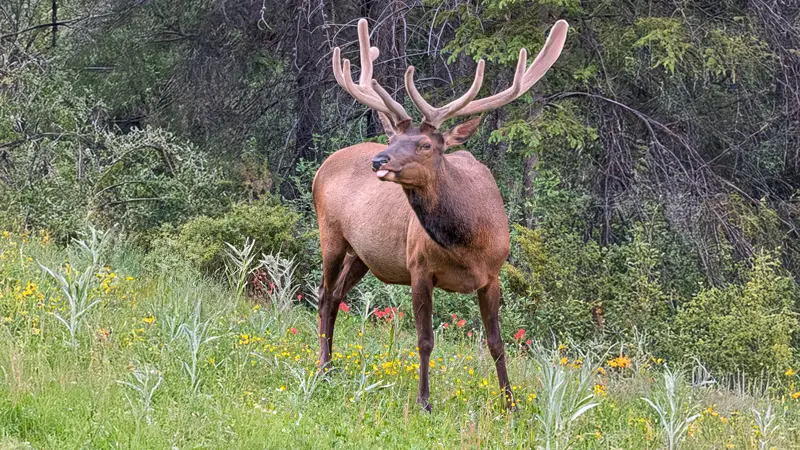 Ελάφι στο Banff