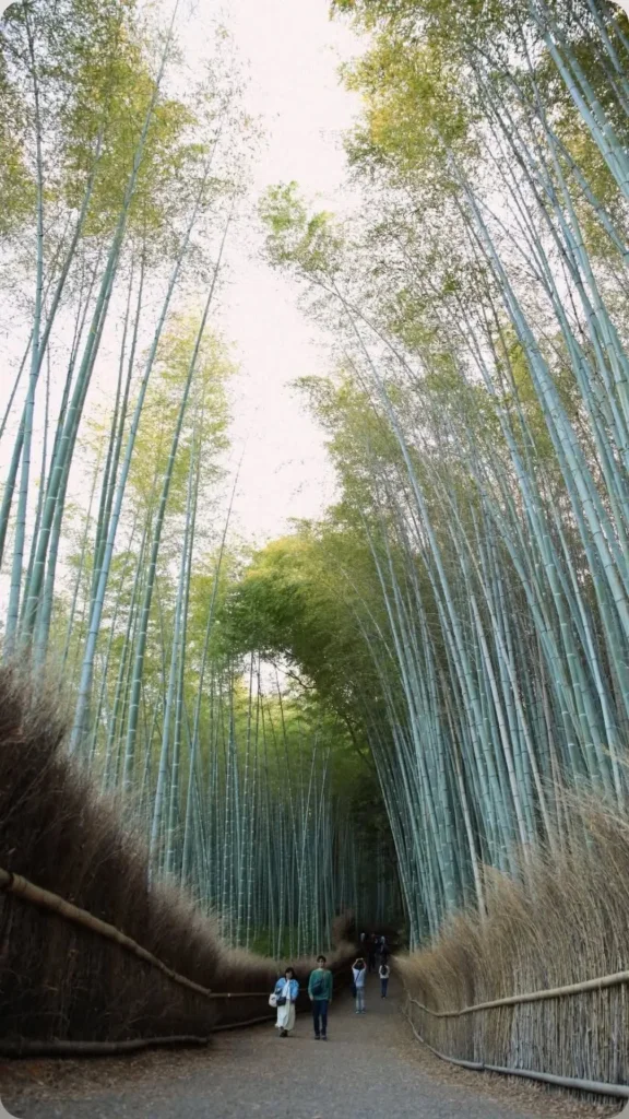 The path through the Arashiyama bamboo grove, Kyoto