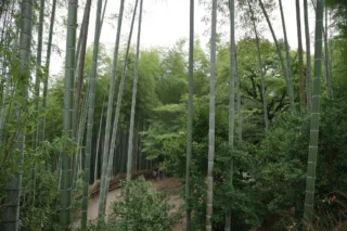 A path winding through a dense forest of tall bamboo, with a few walkers in the distance
