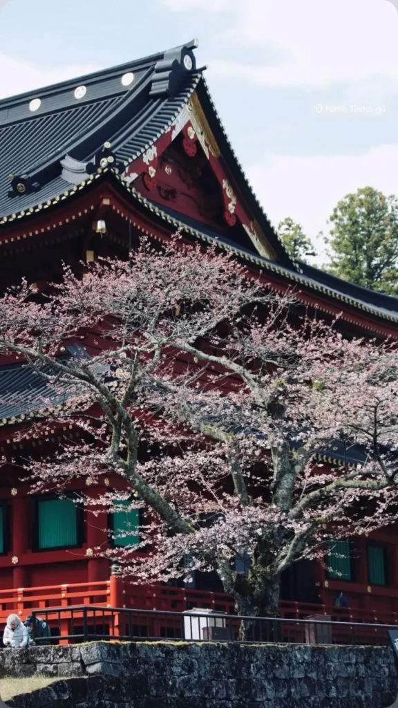 A cherry tree in bloom by a temple in Nikko