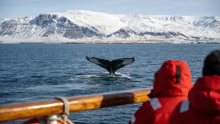 A whale in the bay at Husavik
